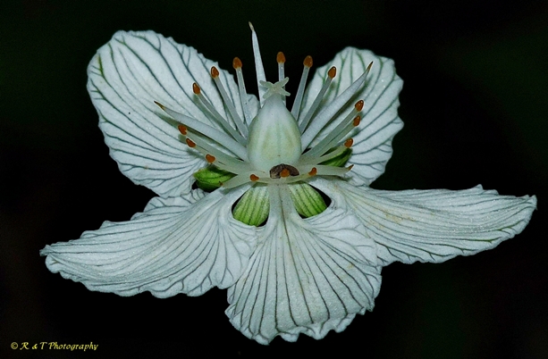 {Parnassia asarifolia}
